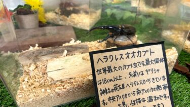 夏の思い出づくりに昆虫展はいかがですか！（2022.08.25）