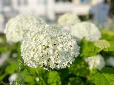 青葉区、あじさいの季節を迎えています！(2024.06.14)