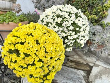 青葉区のざる菊が、真っ盛り！(2025.11.20)